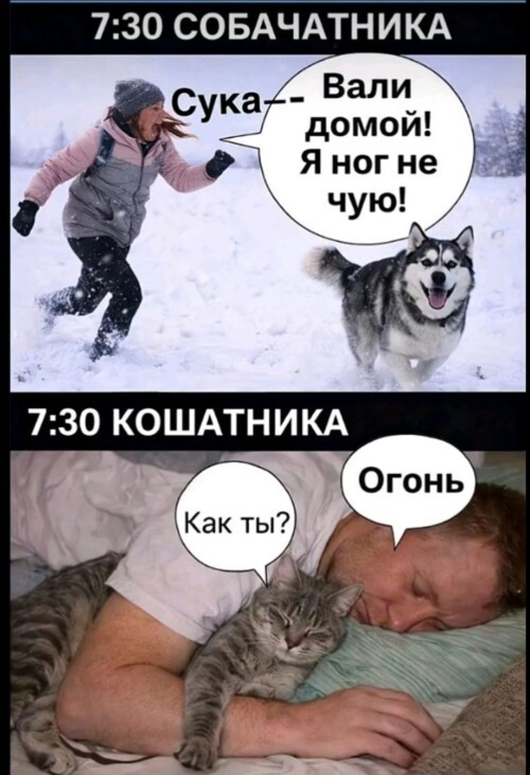 7:30 СОБАЧАТНИКА
Сука — Вали домой! Я нога не чую!
7:30 КОШАТНИКА
Как ты?
Огонь