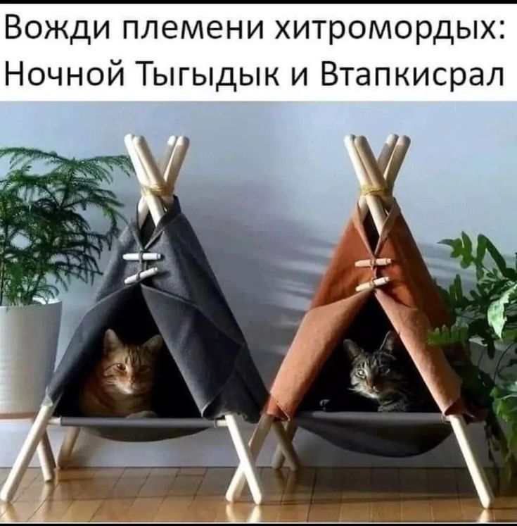 Вожди племени хитромордых: Ночной Тыгydyk и Втапкирaл