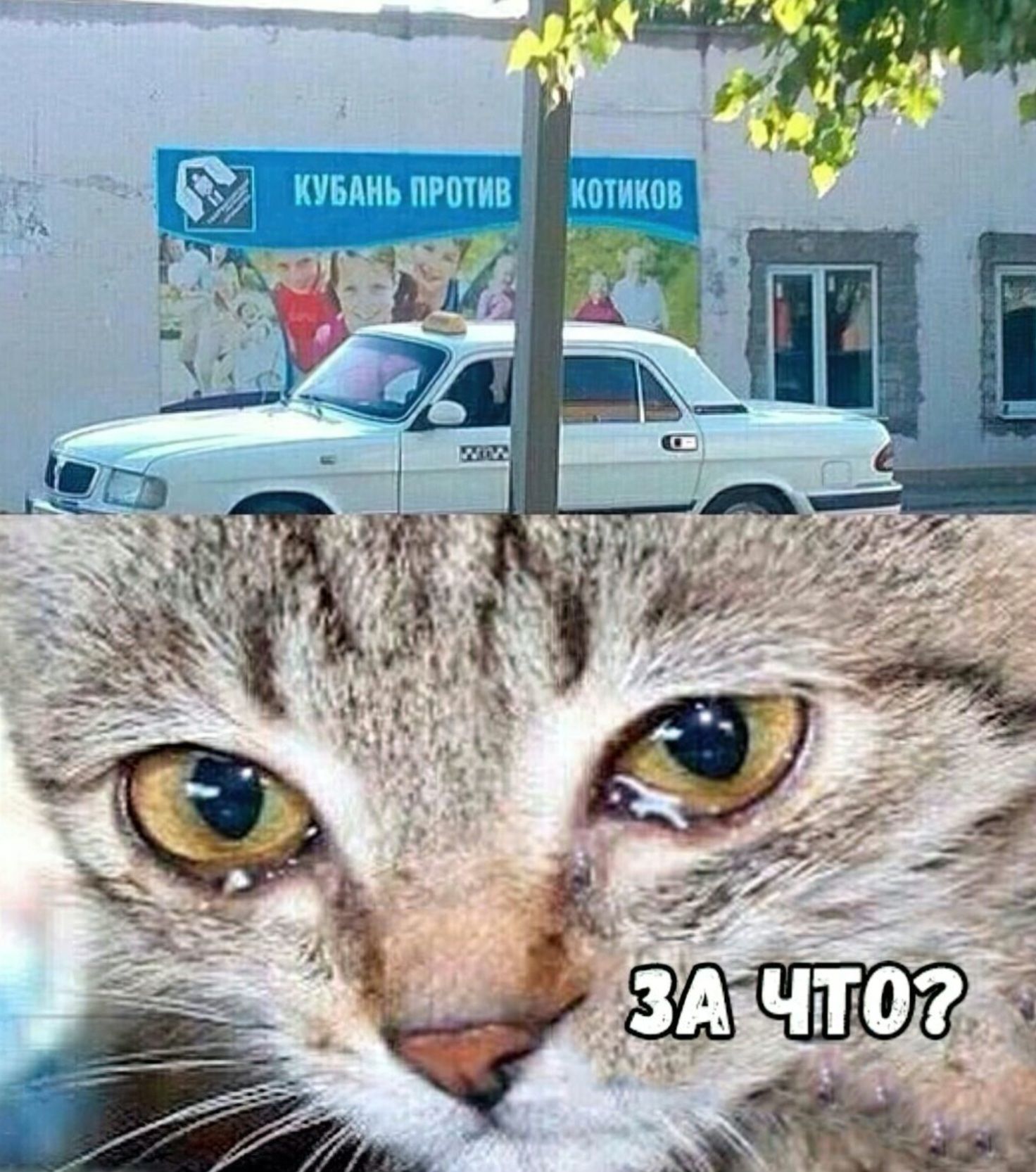 Кубань против котиков
ЗА ЧТО?