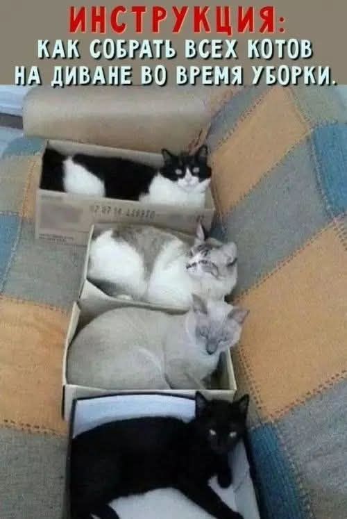 ИНСТРУКЦИЯ: КАК СОБРАТЬ ВСЕХ КОТОВ НА ДИВАНЕ ВО ВРЕМЯ УБОРКИ.