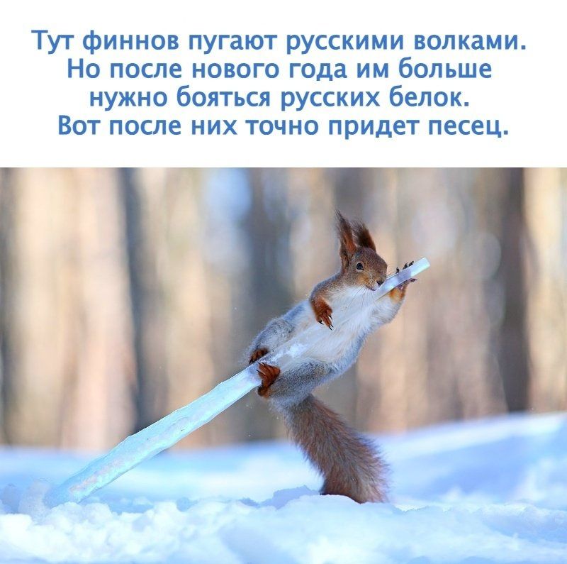 Тут финнов пугают русскими волками. Но после нового года им больше нужно бояться русских белок. Вот после них точно придет песец.