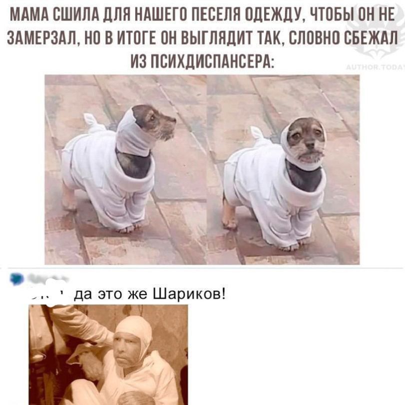 Мама сшила для нашего пёселя одежду, чтобы он не замерзал, но в итоге он выглядит так, словно сбежал из психдиспансера: да, это же Шариков!