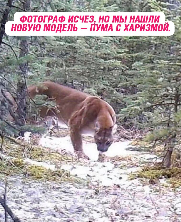 ФОТОГРАФ ИСЧЕЗ, НО МЫ НАШЛИ НОВУЮ МОДЕЛЬ – ПУМА С ХАРИЗМОЙ.