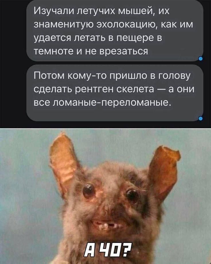 Изучали летучих мышей, их знаменитую эхолокацию, как им удается летать в пещере в темноте и не врезаться. Потом кому-то пришло в голову сделать рентген скелета — а они все ломаные-переломанные.