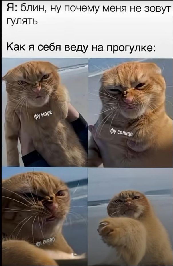 Я: блин, ну почему меня не зовут гулять
Как я себя веду на прогулке:
фу море
фу солнце
фу ветер
фу ветер