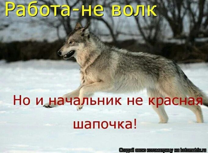 Работа-не волк
Но и начальник не красная шапочка!