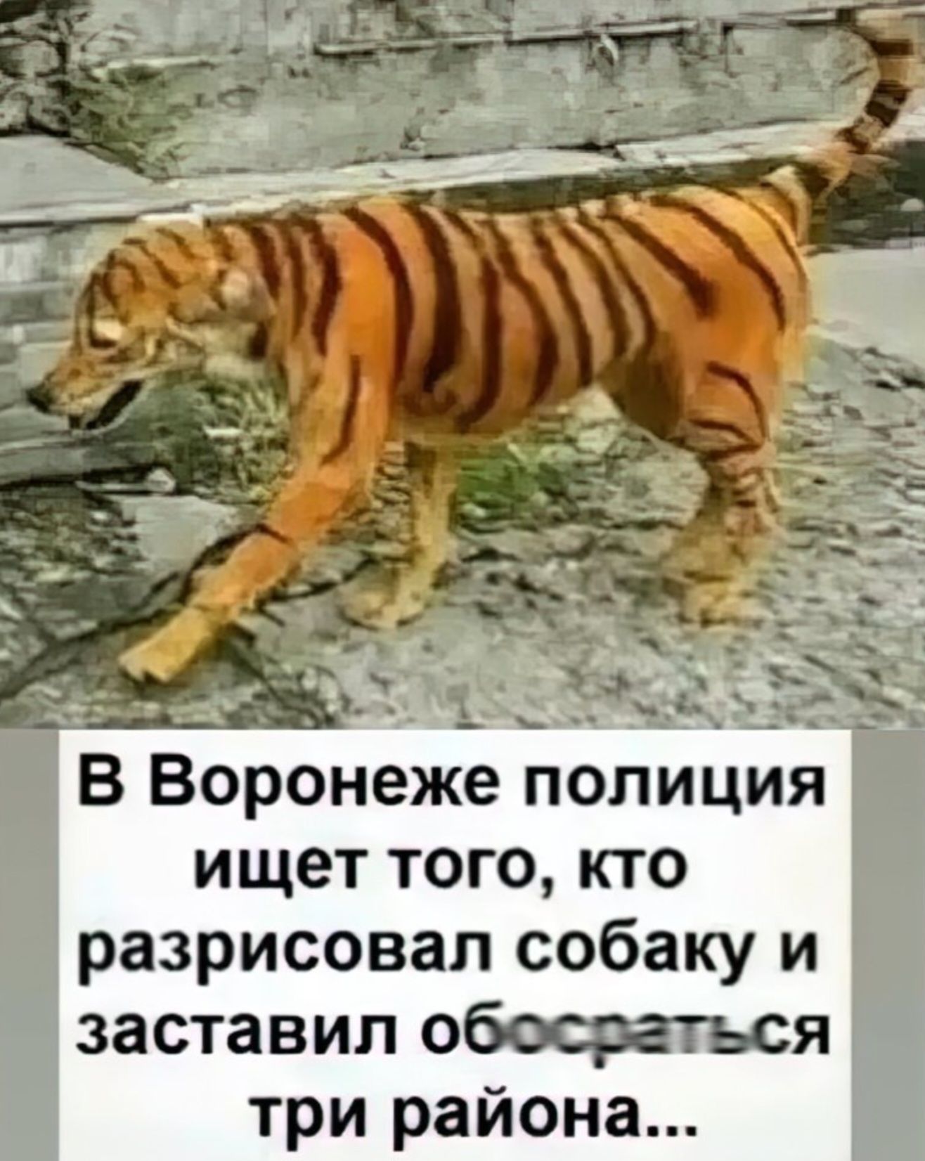 В Воронеже полиция ищет того, кто разрисовал собаку и заставил обосраться три района...