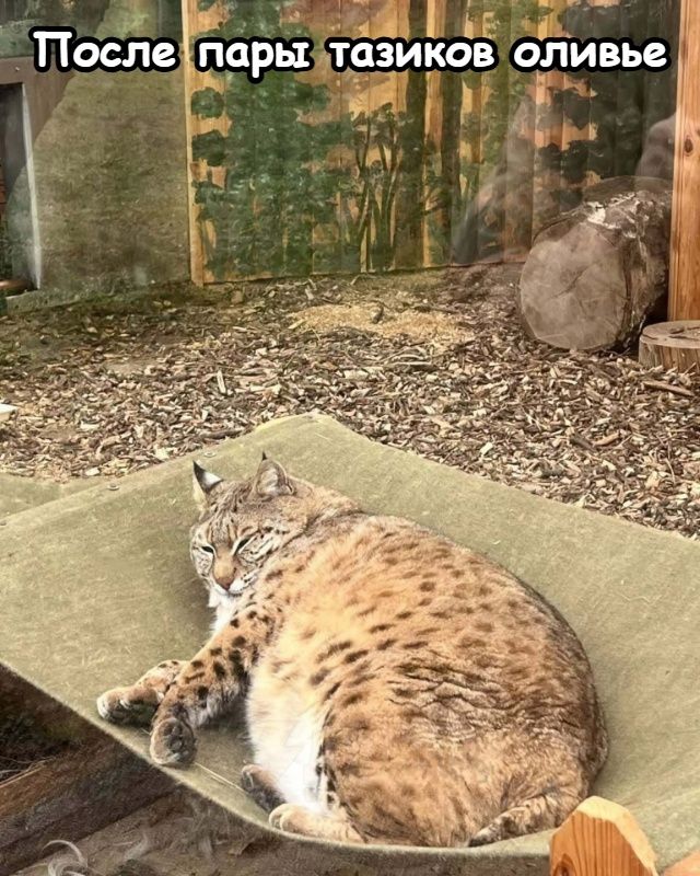 После пары тасиков оливье