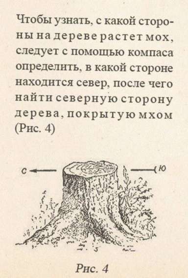 Чтобы узнать, с какой стороны на дереве растет мох, следует с помощью компаса определить, в какой стороне находится север, после чего найти северную сторону дерева, покрытую мхом (Рис. 4)