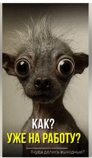 КАК? УЖЕ НА РАБОТУ?\n#куда делись выходные?