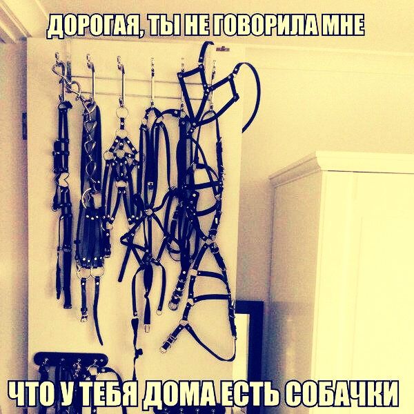ДОРОГАЯ, ТЫ НЕ ГОВОРИЛА МНЕ
ЧТО У ТЕБЯ ДОМА ЕСТЬ СОБАЧКИ