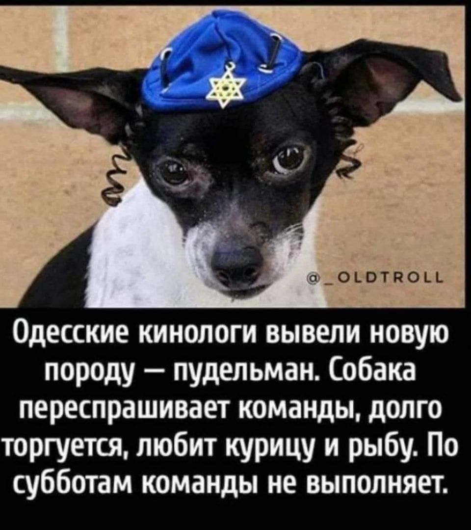 Одесские кинологи вывели новую породу — пудельман. Собака переспрашивает команды, долго торгуется, любит курицу и рыбу. По субботам команды не выполняет.