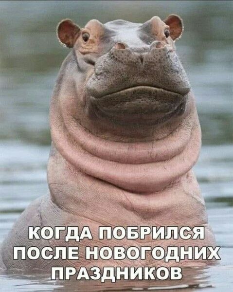 КОГДА ПОБРИЛСЯ ПОСЛЕ НОВОГОДНИХ ПРАЗДНИКОВ