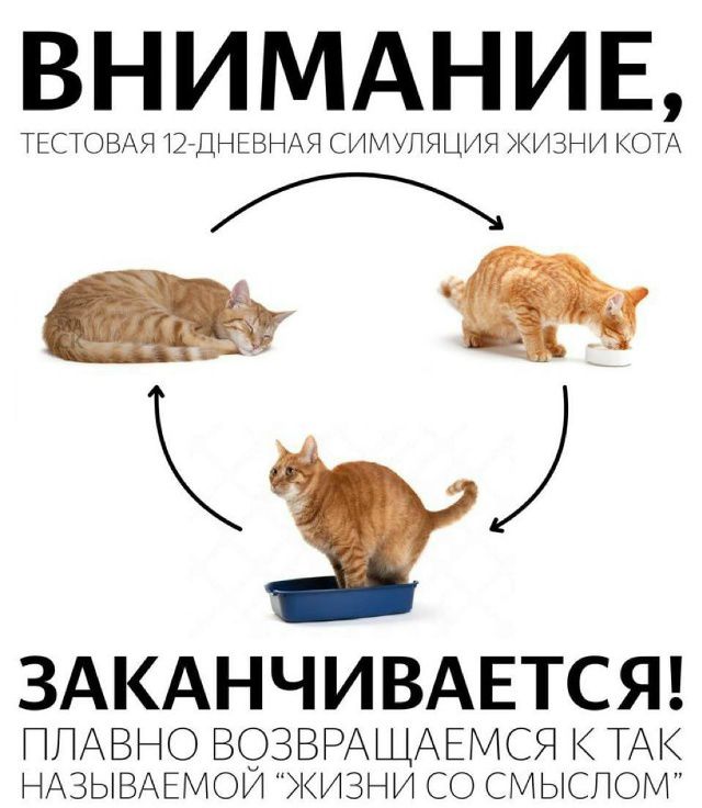 ВНИМАНИЕ, ТЕСТОВАЯ 12-ДНЕВНАЯ СИМУЛЯЦИЯ ЖИЗНИ КОТА ЗАКАНЧИВАЕТСЯ! ПОЛАВНО ВОЗВРАЩАЕМСЯ С ТАК НАЗЫВАЕМОЙ 'ЖИЗНИ СО СМЫСЛОМ'