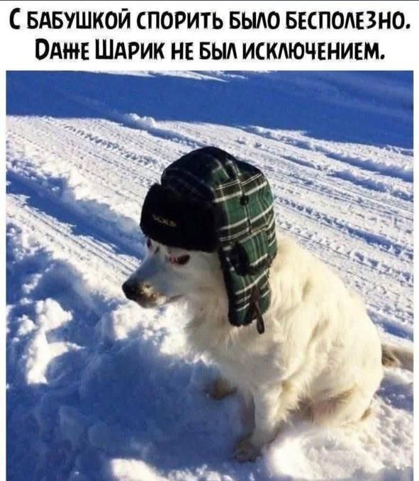 С бабушкой спорить было бесполезно. Да ещё Шарик не был исключением.