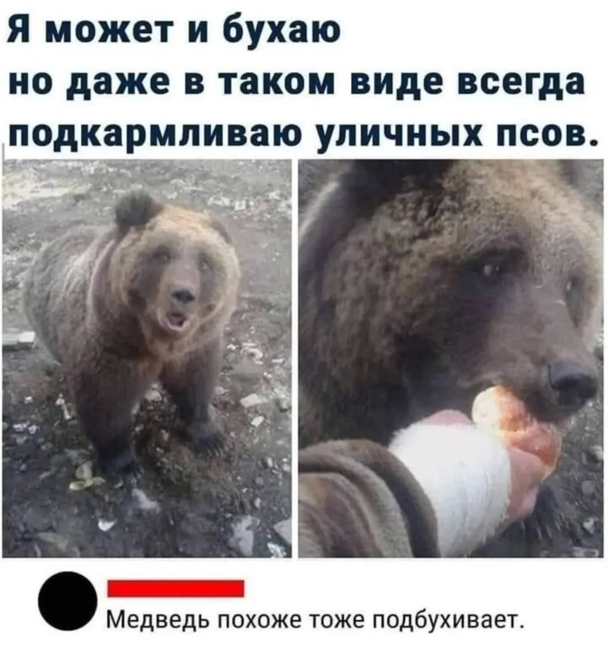 Я может и бухaю но даже в таком виде всегда подкармливаю уличных псов. Медведь похоже тоже подбухивает.