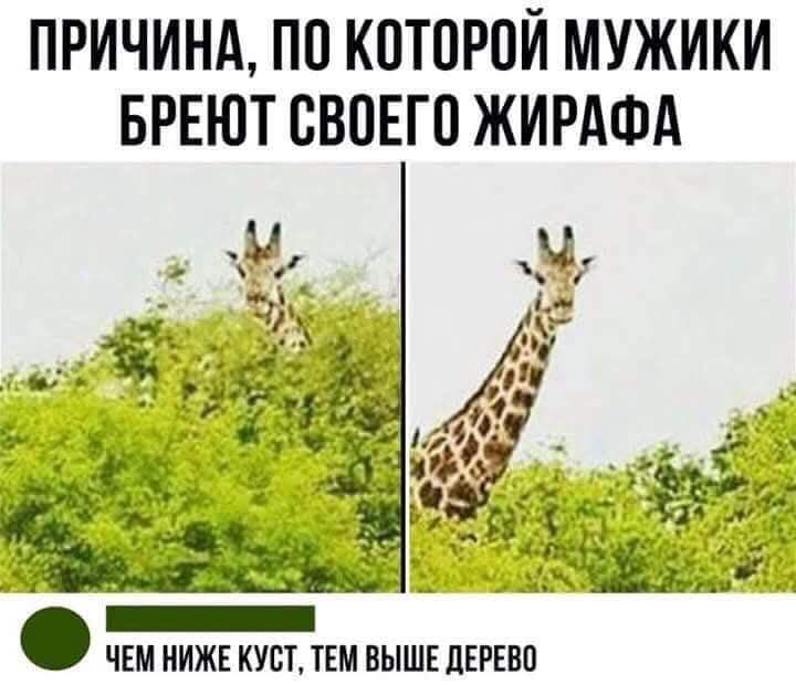 ПРИЧИНА, ПО КОТОРОЙ МУЖИКИ БРЕУТ СВОЕГО ЖИРАФА
ЧЕМ НИЖЕ КУСТ, ТЕМ ВЫШЕ ДЕРЕВО