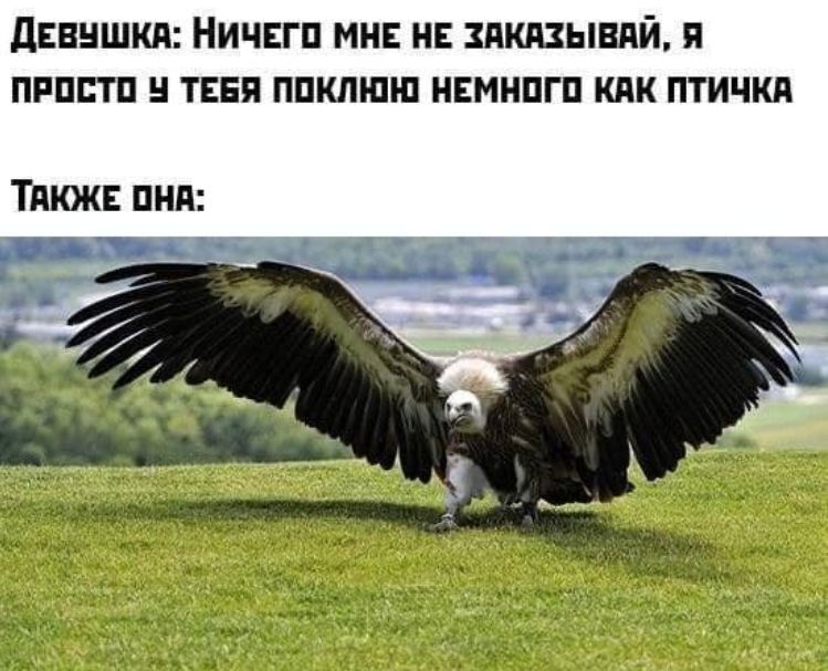 Девушка: Ничего мне не заказывавай, я просто у тебя поклюю немного как птичка Также она:
