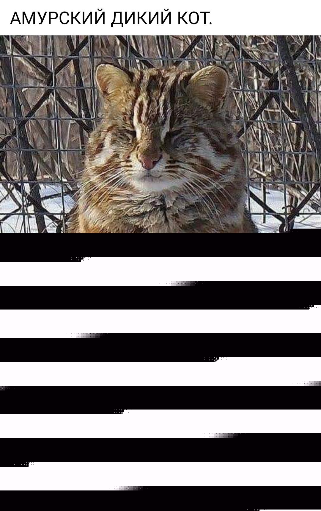 АМУРСКИЙ ДИКИЙ КОТ.