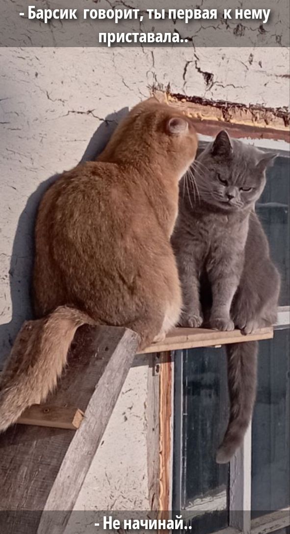 - Барсик говорит, ты первая к нему приставала..
- Не начинай..