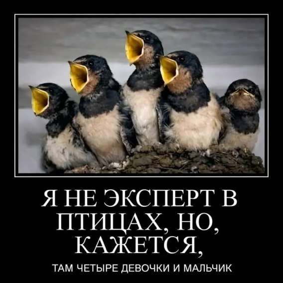 Я НЕ ЭКСПЕРТ В ПТИЦАХ, НО, КАЖЕТСЯ, ТАМ ЧЕТЫРЕ ДЕВОЧКИ И МАЛЬЧИК