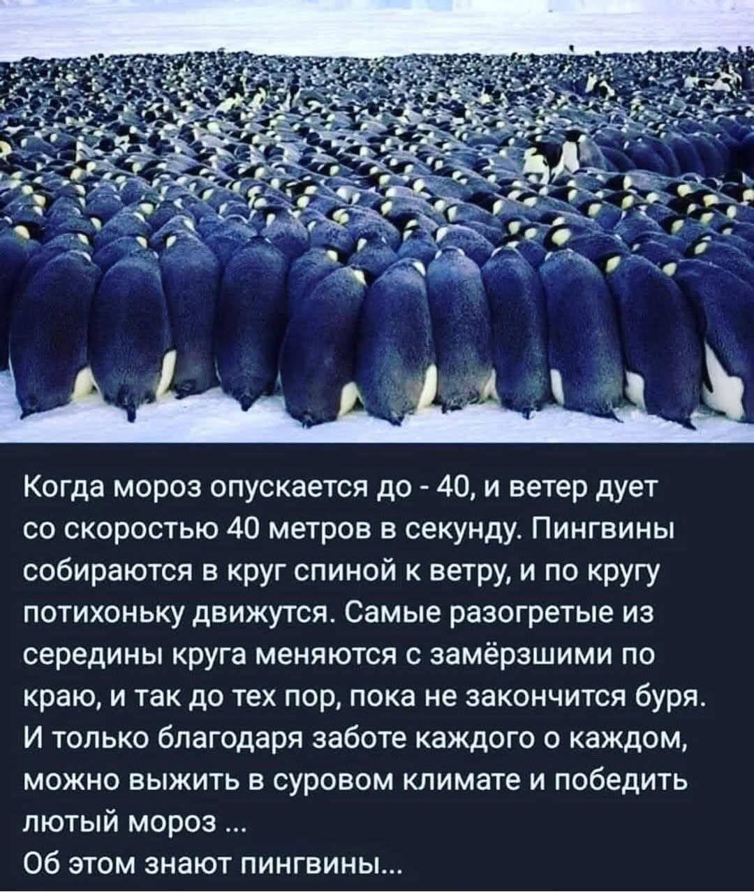 Когда мороз опускается до -40, и ветер дует со скоростью 40 метров в секунду. Пингвины собираются в круг спиной к ветру, и по кругу потихоньку движутся. Самые разогретые из середины круга меняются с замёрзшими по краю, и так до тех пор, пока не закончится буря. И только благодаря заботе каждого каждого о каждом, можно выжить в суровом климате и поб