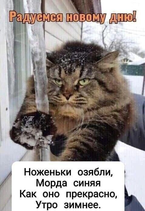 Радуемся новому дню!
Ноженьки озябли, Морда синяя. Как оно прекрасно, Утро зимнее.