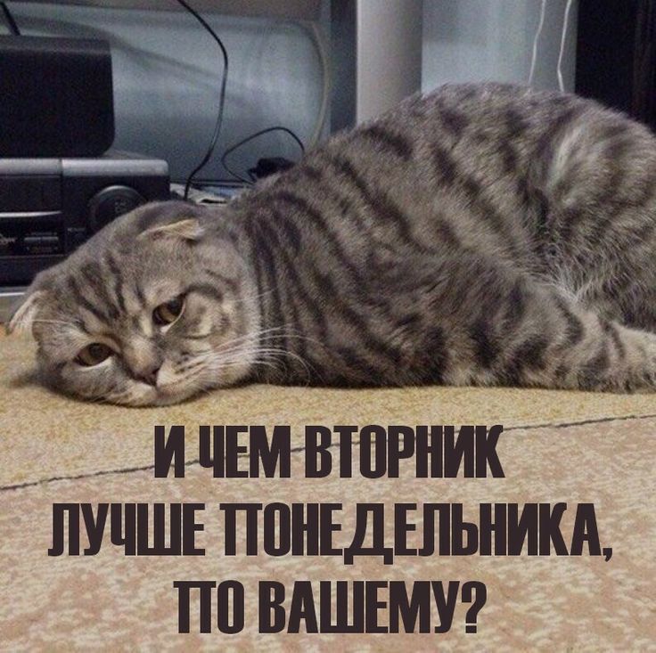 И ЧЕМ ВТОРНИК ЛУЧШЕ ПО НЕДЕЛЬНИКА, ПО ВАШЕМУ?