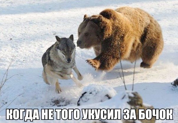 КОГДА НЕ ТОГО УКУСИЛ ЗА БОЧОК