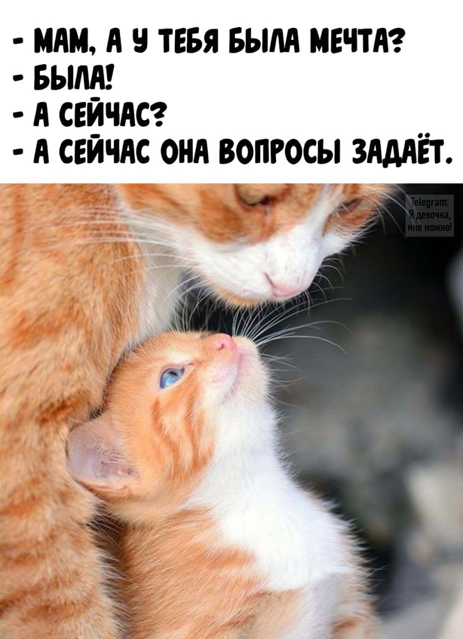 - Мам, а у тебя была мечта?
- Была!
- А сейчас?
- А сейчас она вопросы задаёт.