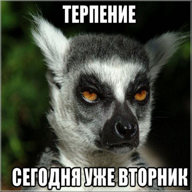 ТЕРПЕНИЕ\nСЕГОДНЯ УЖЕ ВТОРНИК