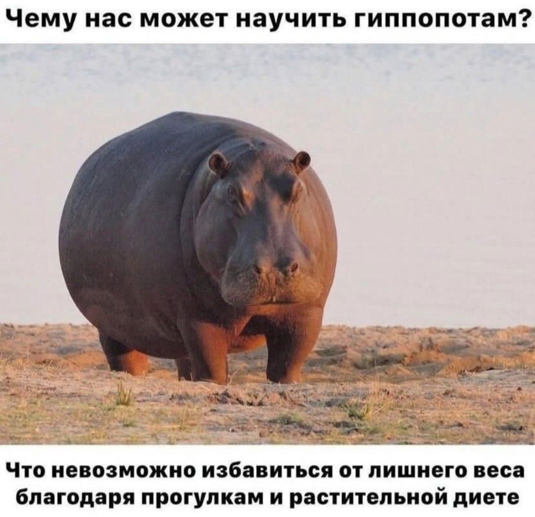 Чему нас может научить гиппопотам?
Что невозможно избавиться от лишнего веса благодаря прогулкам и растительной диете