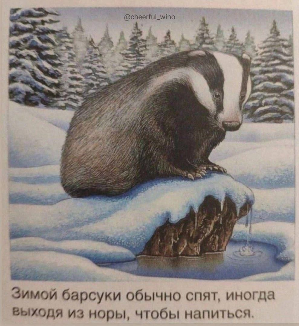 Зимой барсуки обычно спят, иногда выходя из норы, чтобы напит.