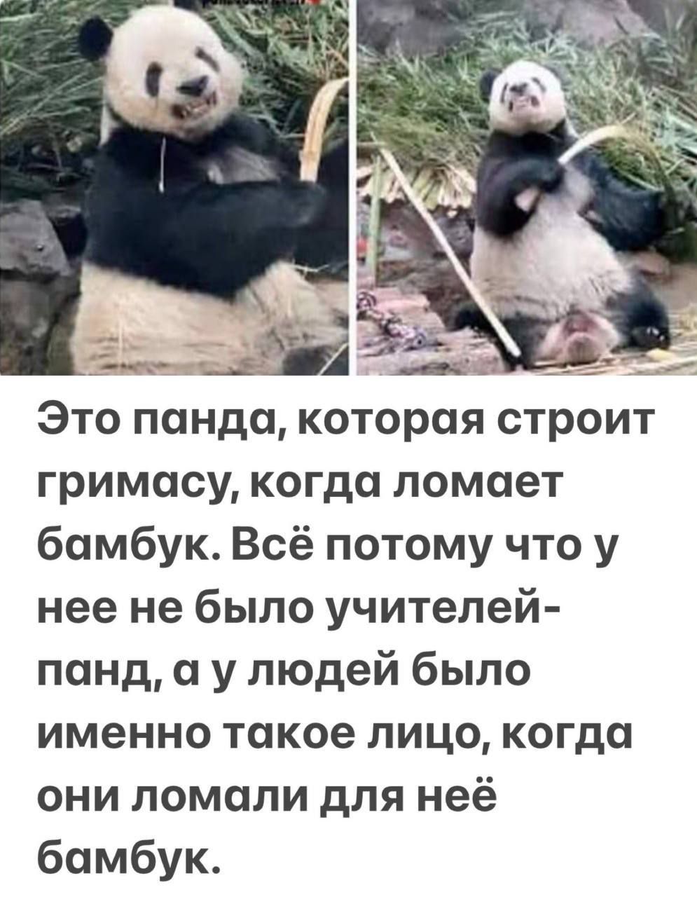 Это панда, которая строит гримасу, когда ломает бамбук. Всё потому что у неё не было учителей- панд, а у людей было именно такое лицо, когда они ломали для неё бамбук.