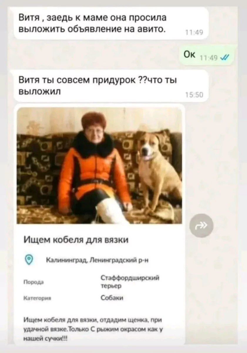 Витя , заедь к маме она просила выложить объявление на авито.\nОк\nВитя ты совсем придурок ??что ты выложил\nИщем кобеля для вязки\n\n(изображение)\nИщем кобеля для вязки\nотдадим щенка, при удачной вязке. Только C рыжим окрасом как у нашей сучки!!!