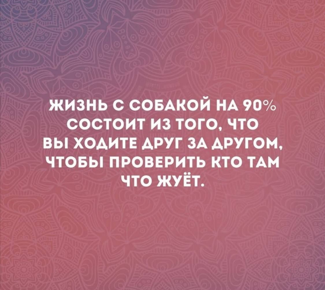 Жизнь с собакой на 90% состоит из того, что вы ходите друг за другом, чтобы проверить кто там что жжёт.