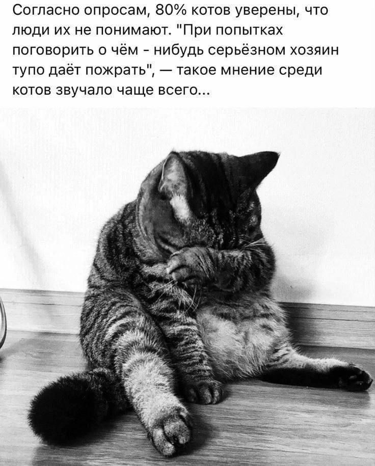 Согласно опросам, 80% котов уверены, что люди их не понимают. 