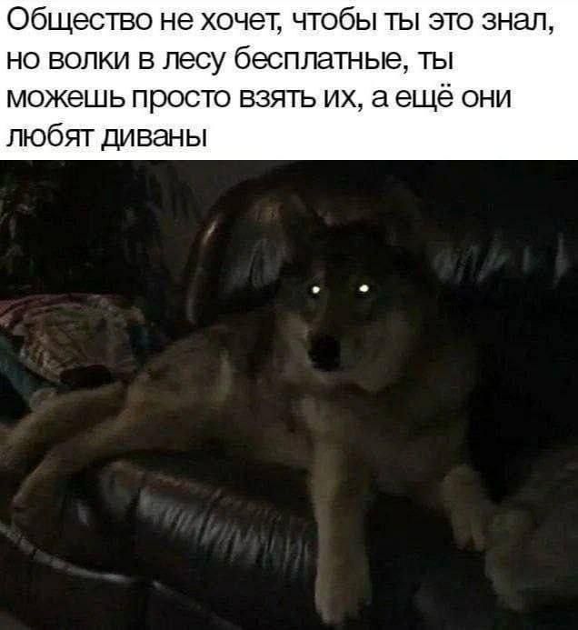 Общество не хочет, чтобы ты это знал, но волки в лесу бесплатные, ты можешь просто взять их, а ещё они любят диваны