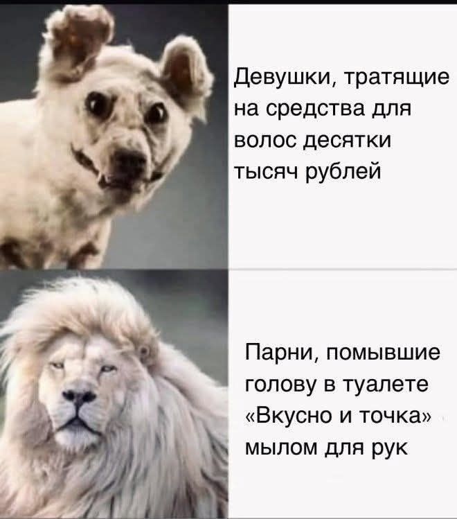 Девушки, тратить на средства для волос десятки тысяч рублей
Парни, помывшие голову в туалете «Вкусно и точка» мылом для рук