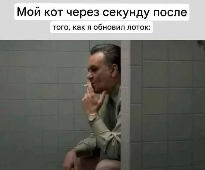 Мой кот через секунду после
того, как я обновил лоток: