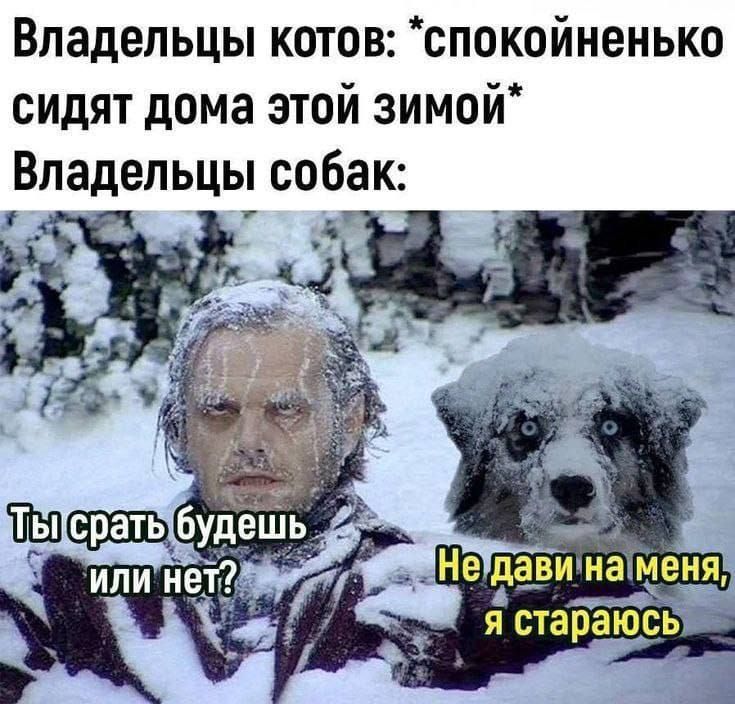 Владельцы котов: *спокойненько сидят дома этой зимой* Владельцы собак: Ты срать будешь или нет? Не давай на меня, я стараюсь