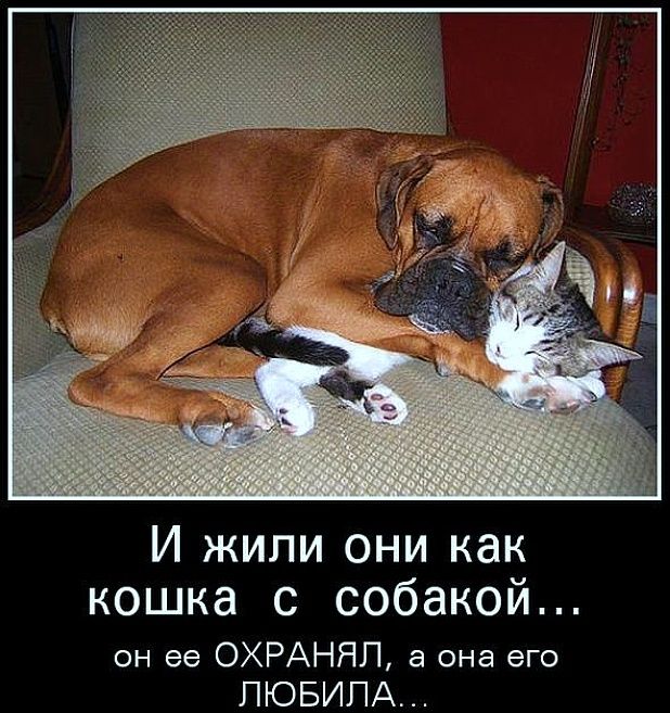 И жили они как кошка с собакой... он ее ОХРАНЯЛ, а она его ЛЮБИЛА...