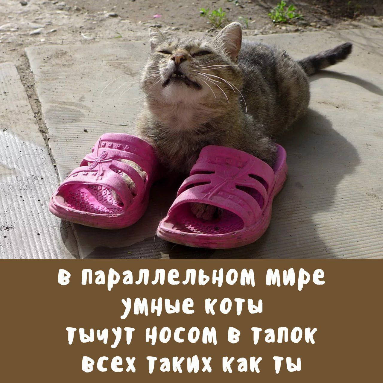 В параллельном мире умные коты тычут носом в тапок всех таких как ты