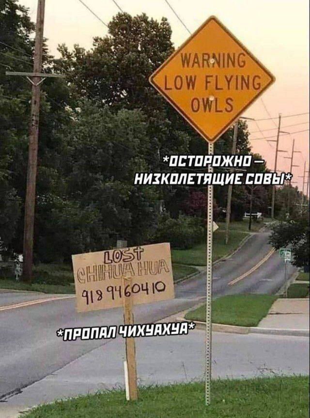 WARNING LOW FLYING OWLS
*ОСТОРОЖНО — НИЗКОЛЕТЯЩИЕ СОВЫ*
LOST CHIHUAHUA
918 9460410
*ПРОПАЛ ЧИХУАХУА*