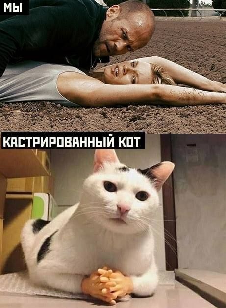 Мы
КАСТРИРОВАННЫЙ КОТ