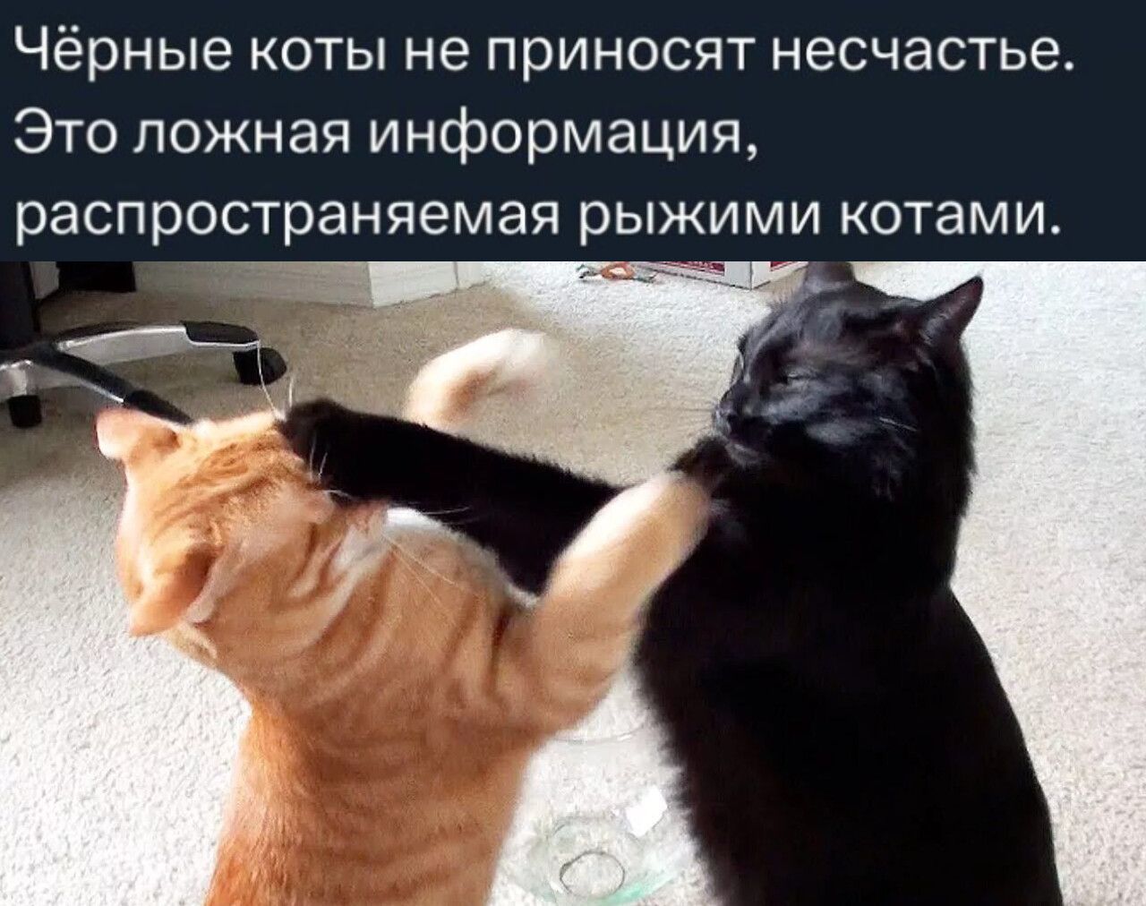 Черные коты не приносят несчастье. Это ложная информация, распространяемая рыжими котами.