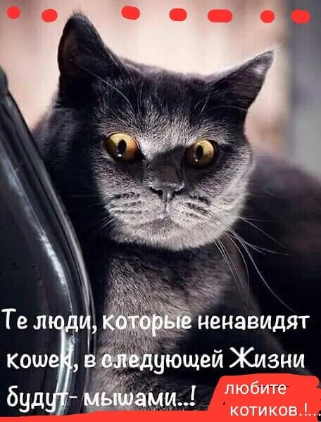 Те люди, которые ненавидят кошек, в следующей Жизни будут - мышами..! Любите котиков!