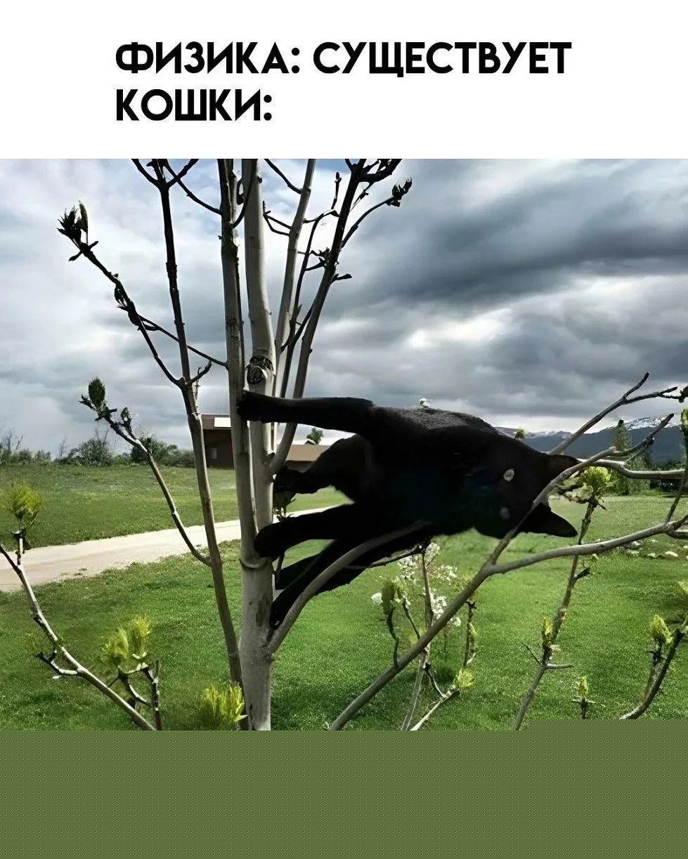 ФИЗИКА: СУЩЕСТВУЕТ КОШКИ: