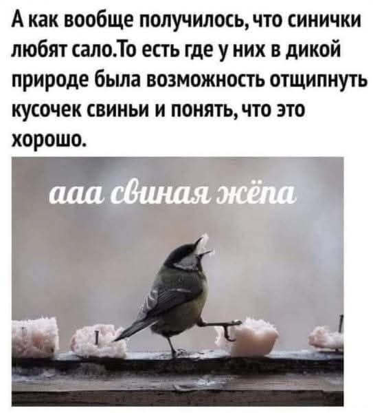 А как вообще получилось, что синчики любят сало.То есть где у них в дикой природе была возможность отщипнуть кусочек свинины и понять, что это хорошо.
ааа свиная жёпа