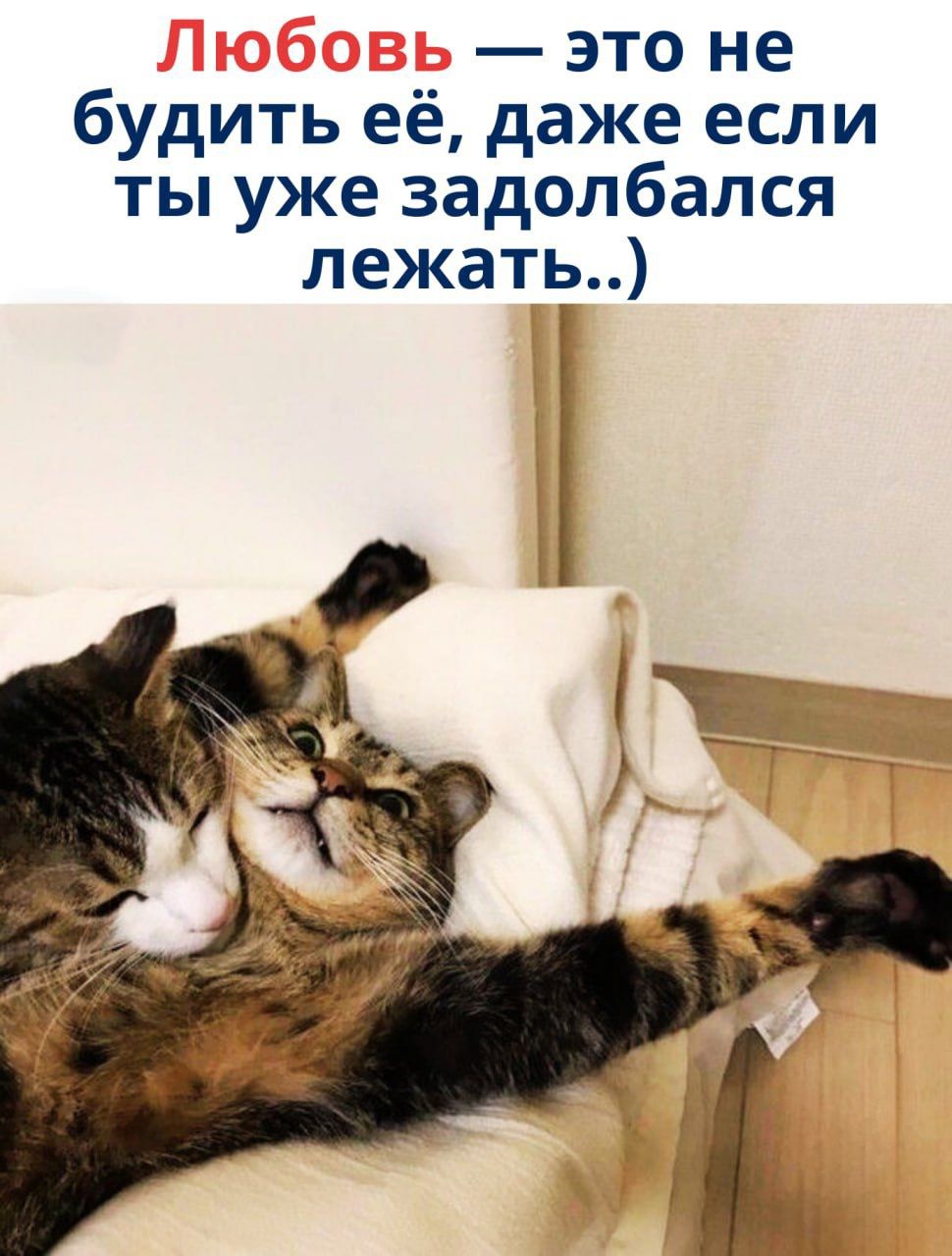 Любовь — это не будить её, даже если ты уже задолбался лежать..)